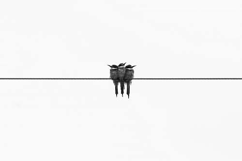 black-and-white three gray kingfisher birds animal