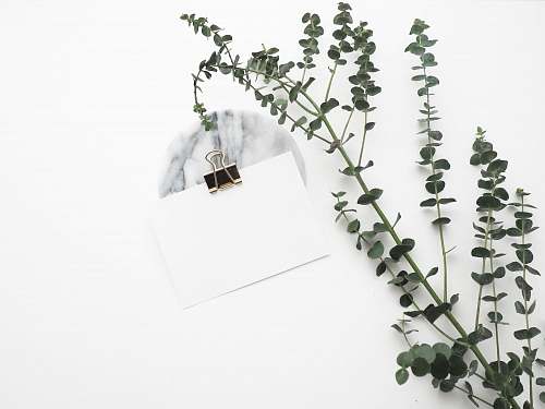 minimal white card with paper clip near plant plant