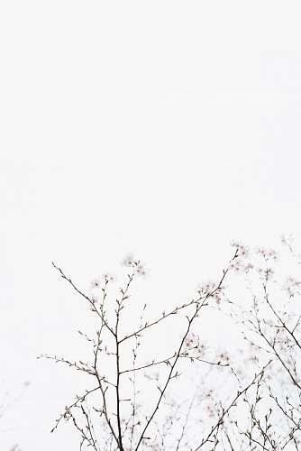 black-and-white white cherry blossoms under white sky at dayime flower