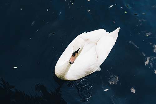 bird white duck on body of water swan