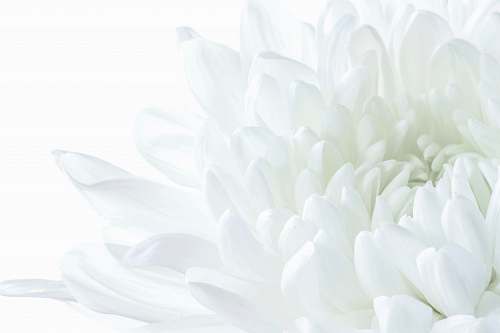 plant white flower flower