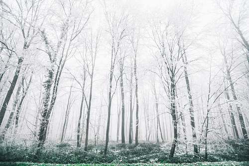 tree white forest view forest