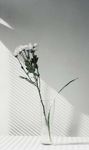 plant white petaled flower centerpiece flower
