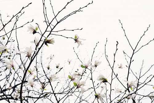 blossom white petaled flowers in bloom twig