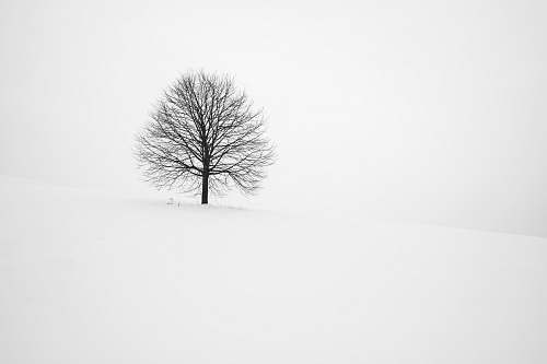 black-and-white withered tree surrounded with snow during daytime winter