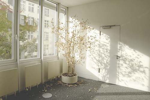 tree gray tree near the glass window room