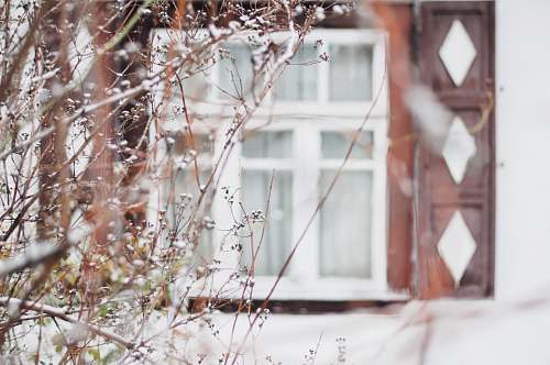 tree snow covered plant in front of white and brown window shutter