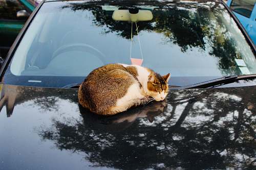 mammal cat on a car during daytime pet