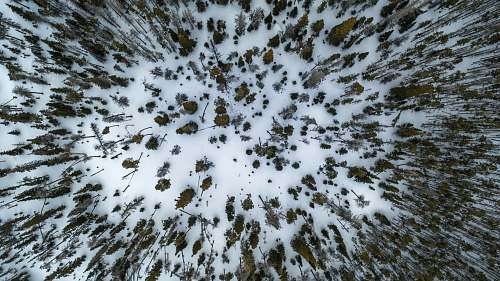 trees aerial view photography of pine trees on snow field drone view