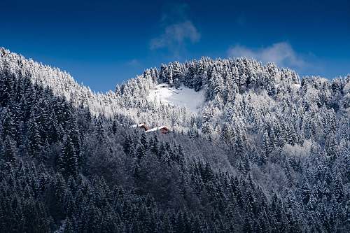 landscape photo of pine trees field mountain trees