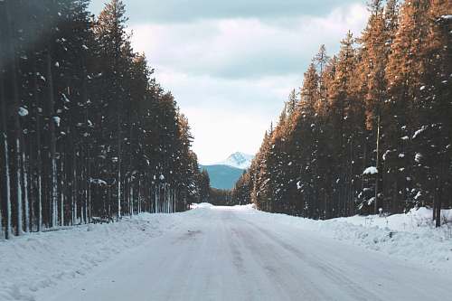 road road filled with snow going to mountain between trees during snow banff