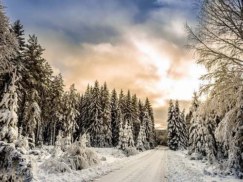 sweden road in between trees covered by snow snow
