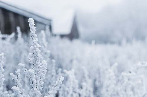 snow white flowers on field frost