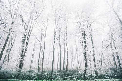 tree withered trees covered in snow at daytime forest