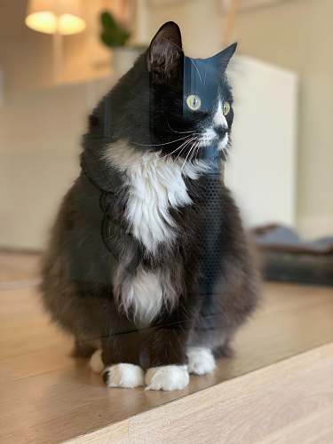 hardwood black and white tuxedo cat sitting on wooden floor animal