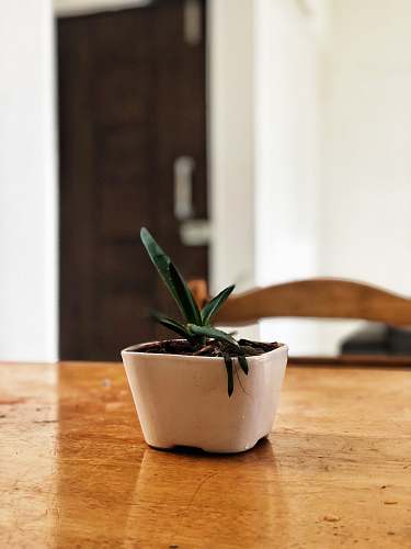 hardwood green plant plant