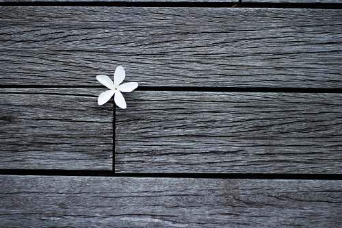 flower white flower on brown wooden planks petal