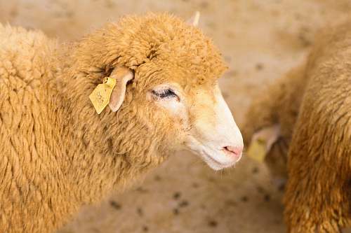 sheep wildlife photography of brown sheep animal