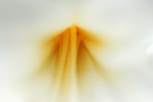 staman  abstract