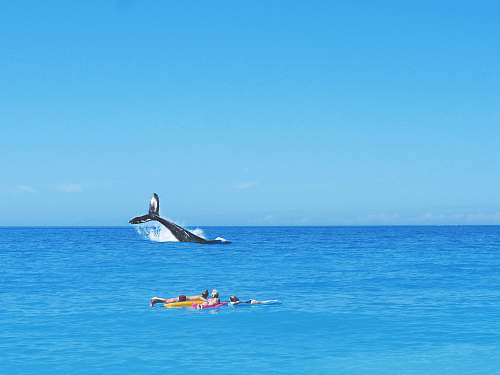  three person watching whale on beach 