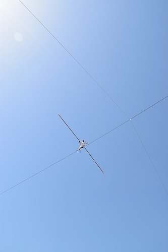 bird gray wire flying