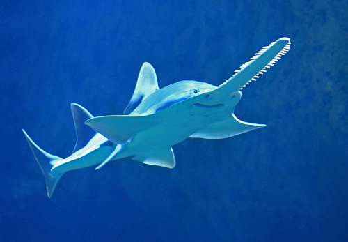 shark saw shark fish