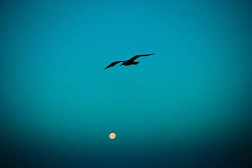 bird silhouette of flying bird flying