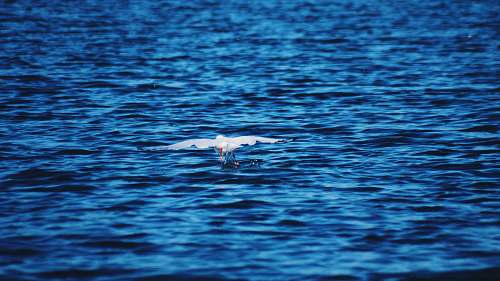 animal white bird on mid air ardeidae