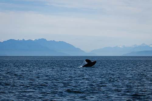 animal  sea life