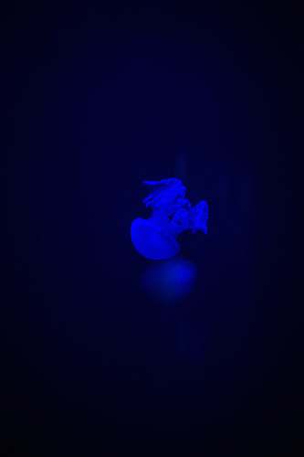 jellyfish  animal