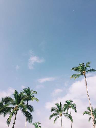 summer  arecaceae