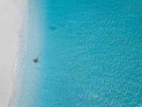 nature aerial photography of black stingray on sea outdoors
