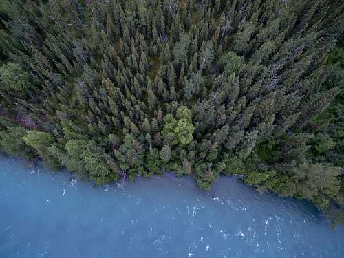 tree aerial photography of trees and body of water trees