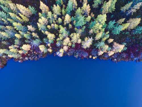 water aerial view of pine tress nature