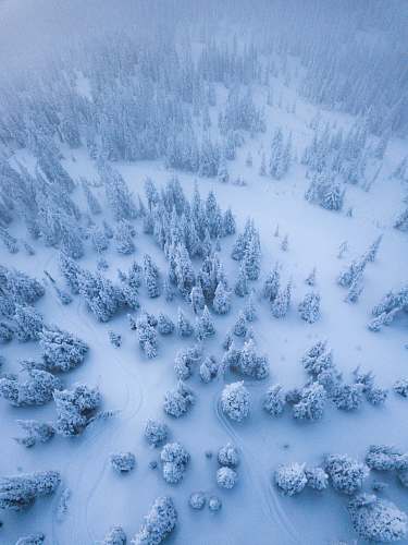 winter aerial view of trees covered with snow whitefish