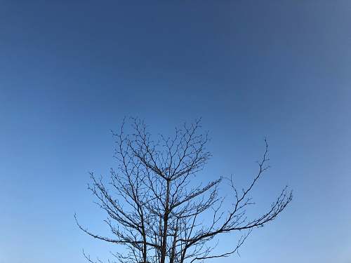 plant bare tree tree