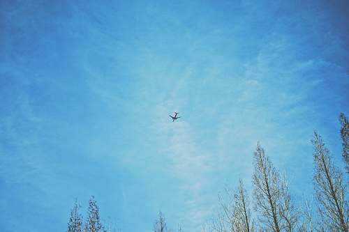 animal biplane bird