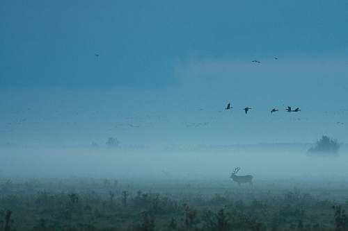 fog bird flying knarweg