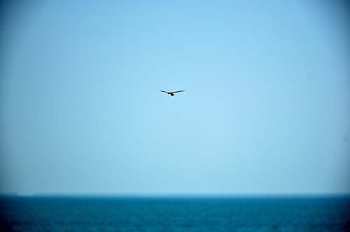 animal bird on flight bird