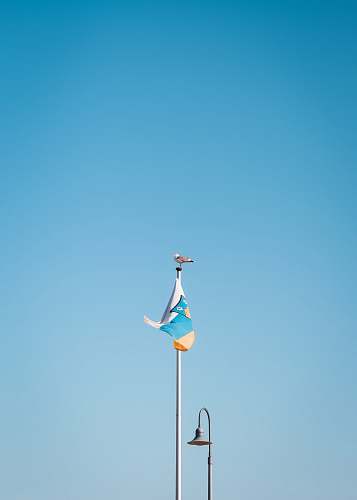 bird bird perched on flag pole with flag during day flag
