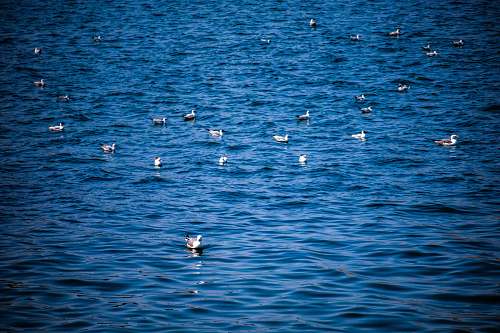 outdoors birds on body of waters water