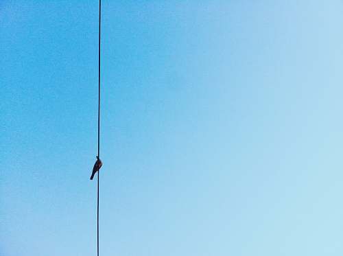sky black bird on wire under clear sky bird
