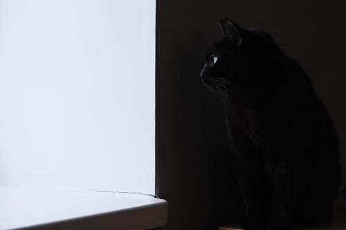 animal black cat cat
