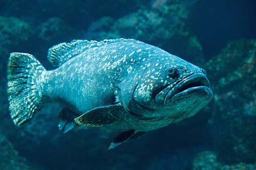 animal black fish swimming near corals fish