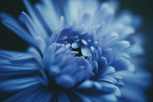 plant blooming blue daisy flower flower