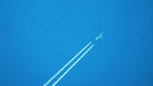 animal blue and white plane bird