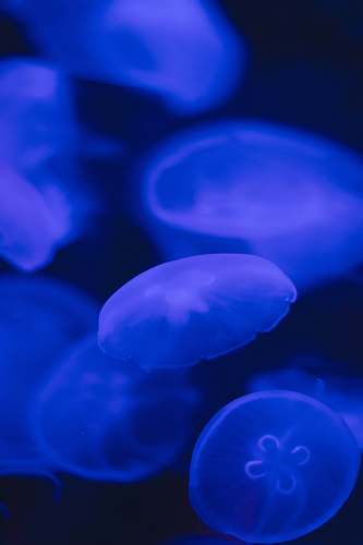animal blue jelly fish fish