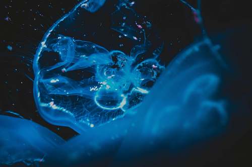 water blue jelly fish jellyfish