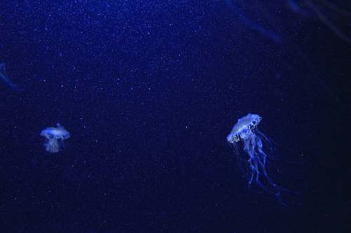 invertebrate blue jelly fishes jellyfish