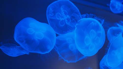 animal blue jellyfish sea life